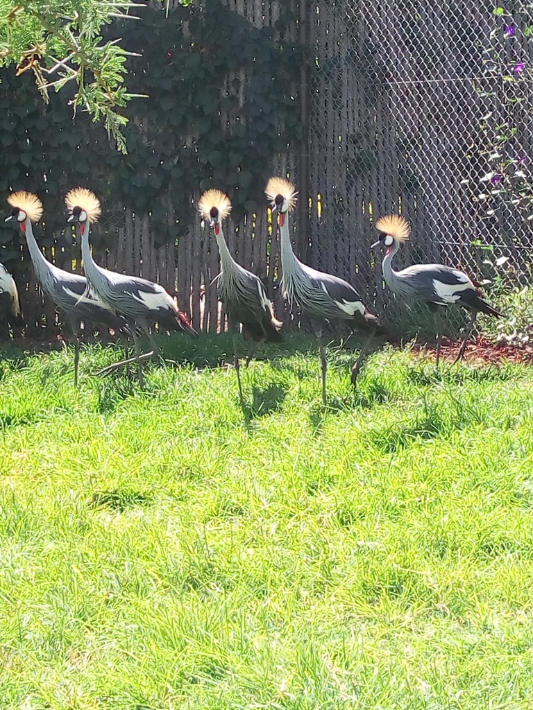 Uganda cranes