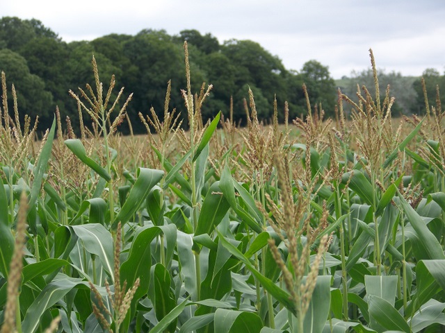 Maize crop West Stowell geograph.org.uk 1428813