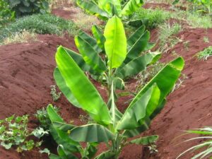 banana plants planted in trenches a.a. seif infonet biovision