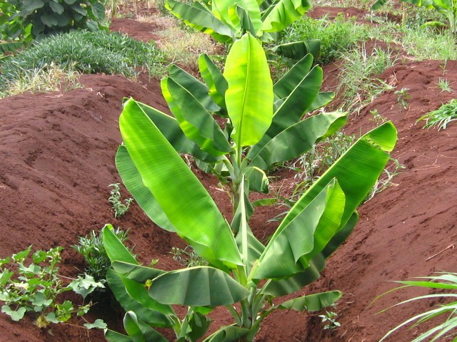 banana plants planted in trenches a.a. seif infonet biovision