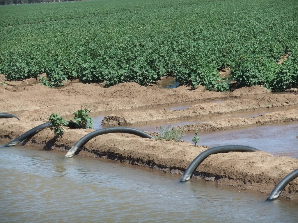 Channel Irrigation of cotton crops WARREN 50