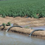Channel Irrigation of cotton crops WARREN 50