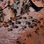 Termites
