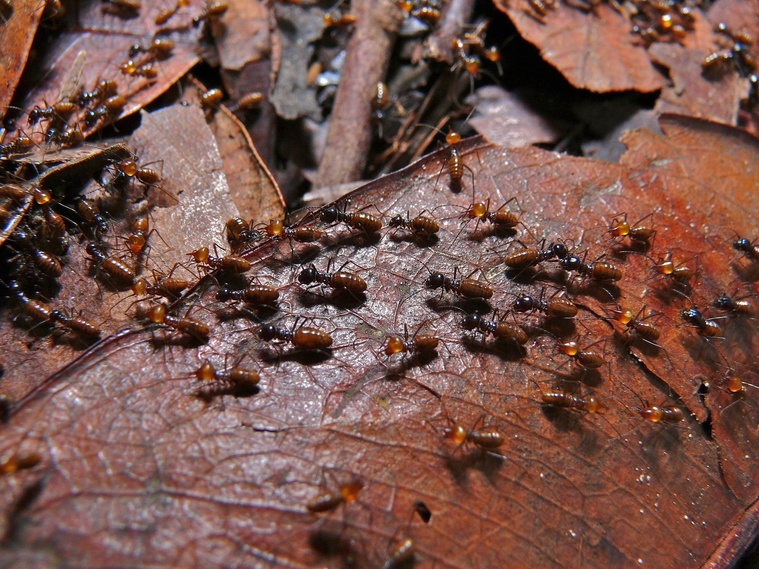 Termites Nasutitermes sp. 8439859723 80 1 65 1 40