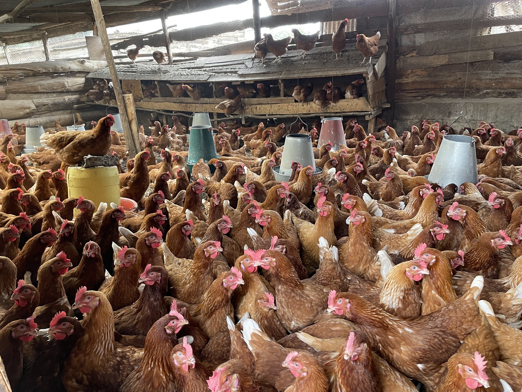 poultry kiambu kenya 70 1 60