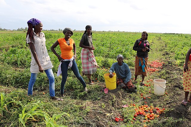 640px Women discussing labour on a tomato farm