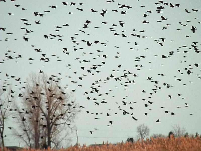 800px Migrating Birds Norfolk County Ontario