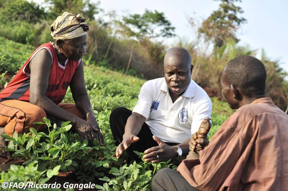 A farmer to farmer trainin model kenya