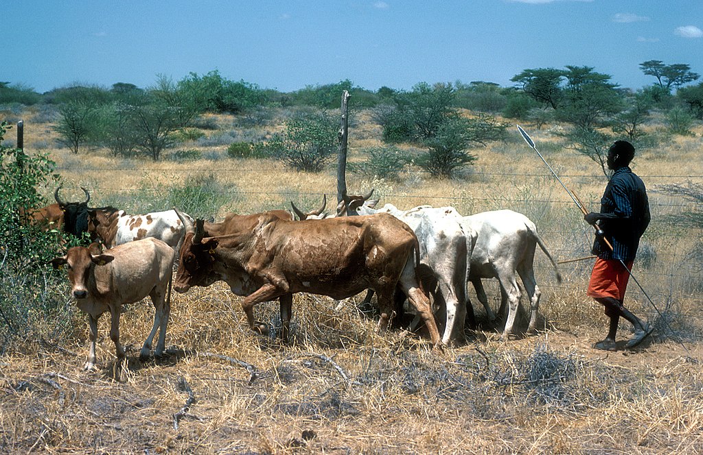 CSIRO ScienceImage 4421 Tribesman guarding cattle in Kenya Africa 1981