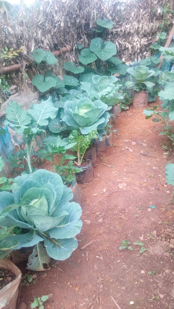 cabbages nyakwaras farm