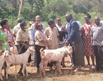 medium 1 Galla Goats handing over