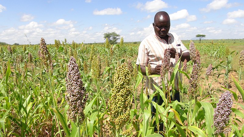 800px Drought resistant crops