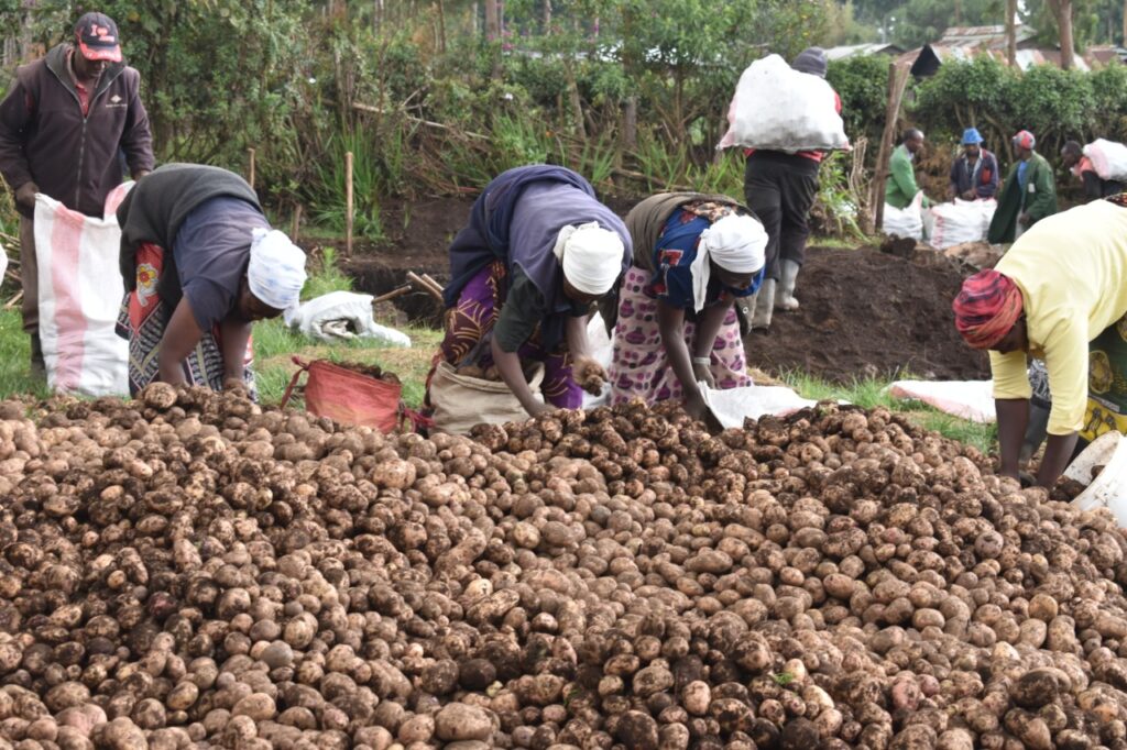 farmers sorting potatoes