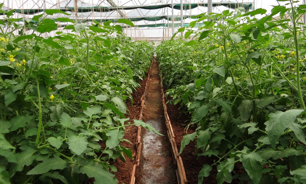 plant field food produce vegetable crop 975862 pxhere.com 1