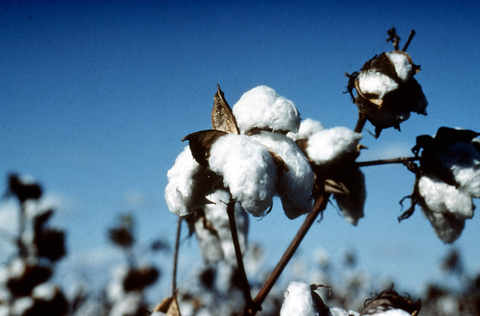 CSIRO ScienceImage 408 Cotton Bearing Cotton Plant 1 19