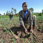 UK charity project to benefit 100,000 Western Kenya youth in agribusiness