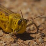 Project launched to use invasive desert locusts as food & feed source