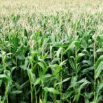 Govt projects bumper 40M maize bag harvest owing to subsidised fertiliser