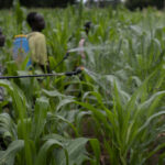 Report highlights abundance of hazardous pests on Kenyan plates