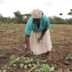 Kenya farmers grow yields and income with conservation agriculture