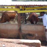 Farmer intercrops fodder and food crops to utilise shrinking land