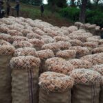 28-year-old Timau farmer provides blueprint for profitable farming