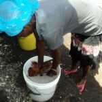 Chicken dipping eradicates 90% of external parasites
