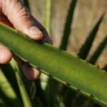 Research shows aloe vera peels useful as natural insecticide