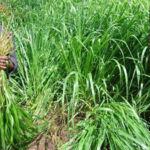 Siaya farmers triple milk yield feeding brachiaria grass