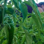Kenya resumes regular EU chili export after 2-month ban