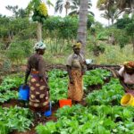 US invests $15M investment in African farmers to support food systems