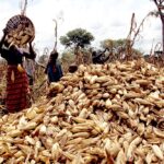 State to buy 1M bags of maize to avert farmer losses