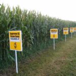 Kenya’s Environment Court dismisses case challenging GM crops use