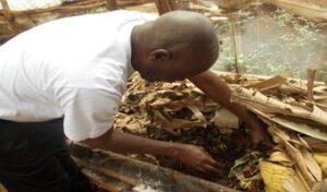 Former accountant earns from red worm rearing and breeding