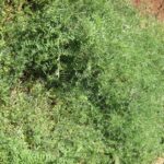 Vetch grass offers farmers multiple benefits