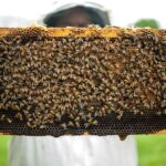 Self-Help Group enables Kirinyaga bee farmers enjoy sweet returns