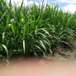 Brookside distributes Super Napier Grass to farmers
