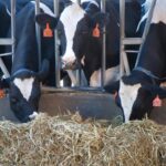 Nyandarua farmer maintains milk production through hay & silage-making