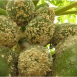 CABI study reveals efficiency of parasitoids in fight against deadly papaya mealybug