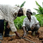 Kenya Met: November rains provide extended growing period for farmers