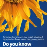 Tanzania’s drive to industrialise sunflower sector stumbles on stalled seed subsidy scheme