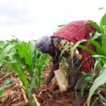AfDB distributes fertilizer to 100,000 Kenyan smallholder farmers