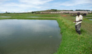 Embu fish farmers champion earthen ponds as alternative to expensive dam liners