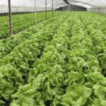 US, TZ partner to transform country into E.Africa horticulture powerhouse