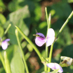 Factsheet: Growing Cowpea Livestock Feed