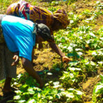 AfDB to provide $1 billion insurance facility to 40 million African farmers