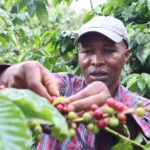 Govt promises Sh80 per kilogram coffee minimum buying price