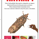 EU increases checks on Kenya, Ethiopia roses to 25% on false codling moth fears