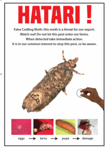 EU increases checks on Kenya, Ethiopia roses to 25% on false codling moth fears