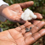 State increases cotton buying price in bid to entice farmers